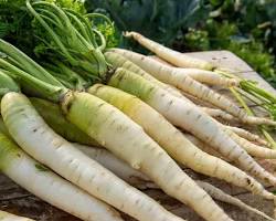 Collet Vert de la Halle