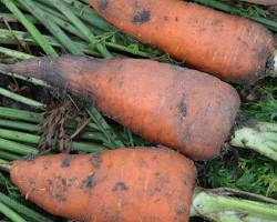 Carotte de Luc