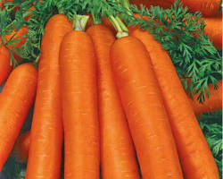 Nantaise Améliorée